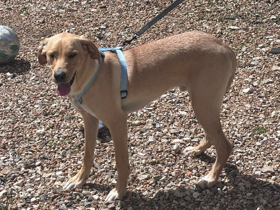 Adoption Milky