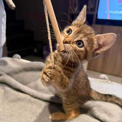 Adopter Timiti