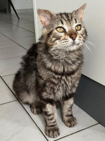 Adopter  chat : Muffin