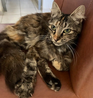 Adopter Calysta