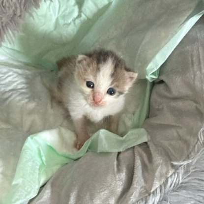 Adopter Choukette