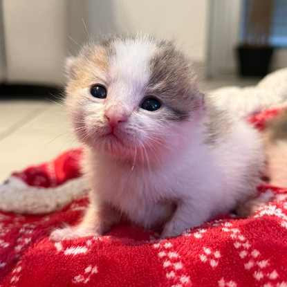 Adopter Choukette