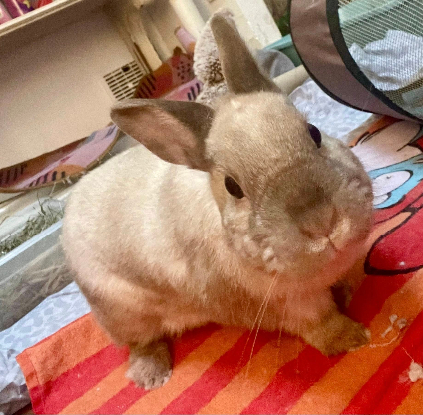 Adopter Viking