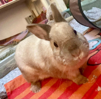 Adopter  lapin : Viking