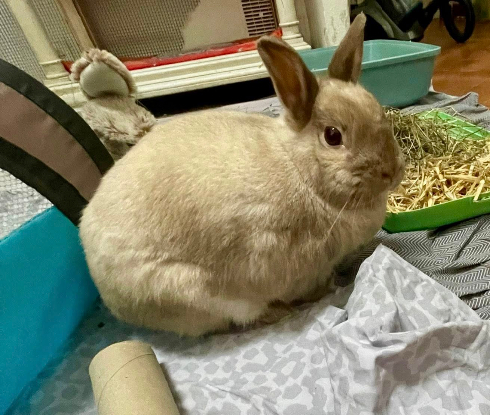 Adopter Viking