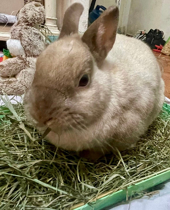 Adoption Viking