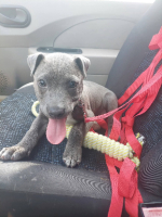 Adopter  chien : Blue