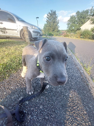 Adopter Blue