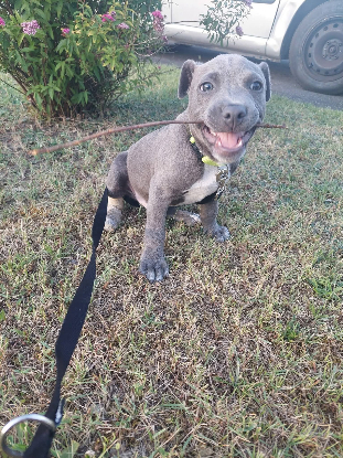 Adopter Blue