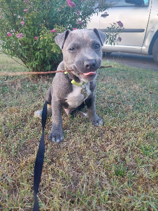 Adoption Blue