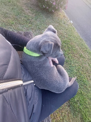 Adoption Blue