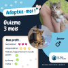 Guizmo
