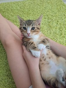 Adopter Guizmo