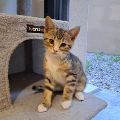 Adopter Guizmo