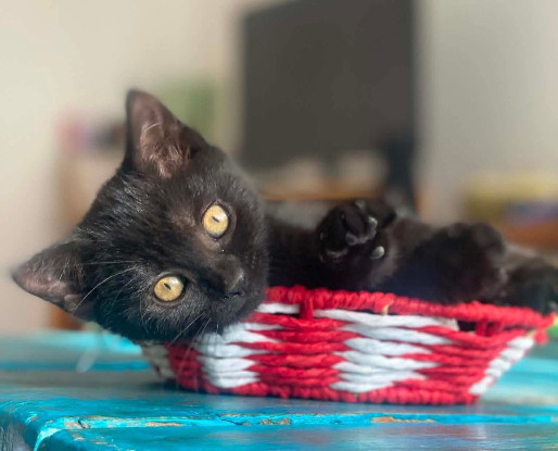 Adopter Izipiza