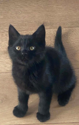 Adopter Izipiza