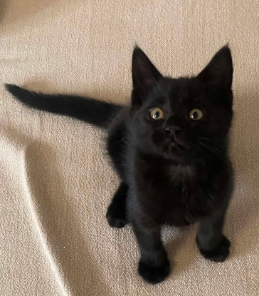 Adoption Izipiza