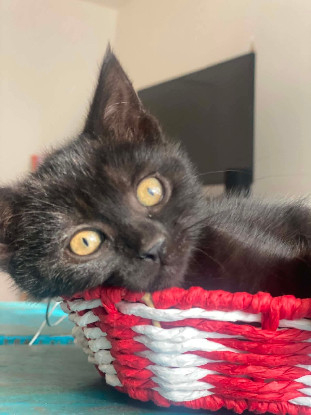 Adoption Izipiza