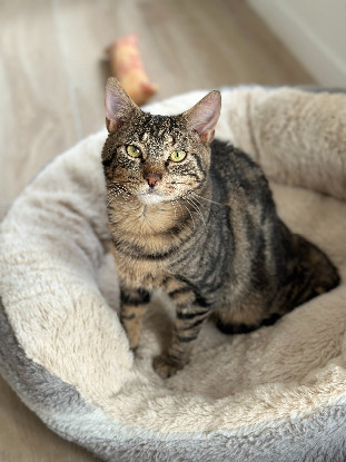 Adopter Harry