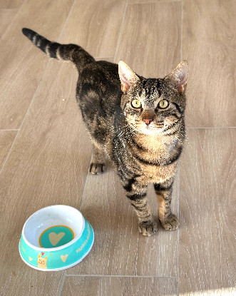 Adopter Harry