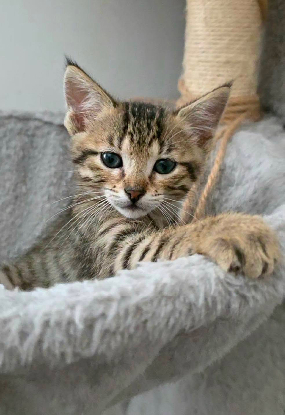 Adopter Dana