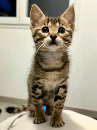 Adoption Dana