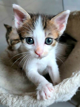 Adopter Lilith