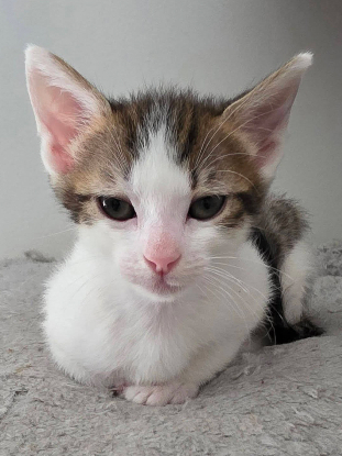 Adopter Lilith