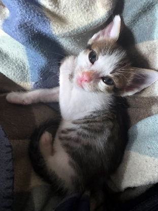 Adopter Lilith