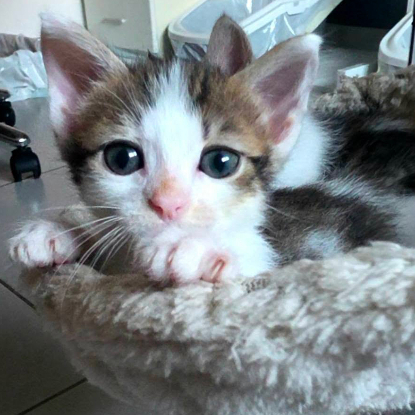 Adoption Lilith