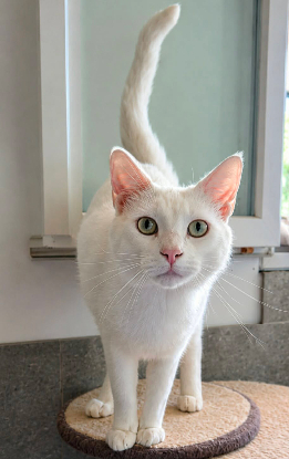 Adopter Captain cook