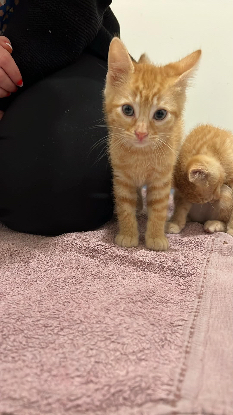 Adopter Ali