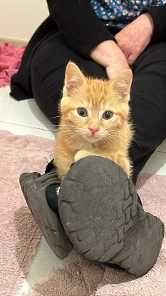Adopter Adelie