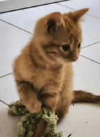 Adopter  chat : Aby