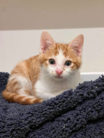 Adopter  chat : Aramis