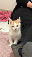 Adopter  chat : Athena
