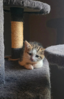 Adopter  chat : Hawaï