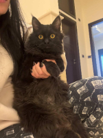 Adopter  chat : Elvis