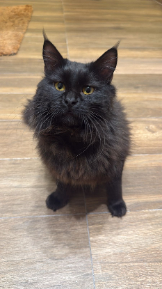 Adopter Elvis
