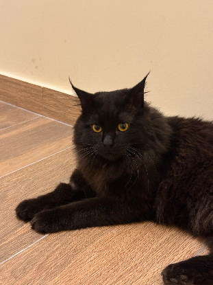 Adopter Elvis
