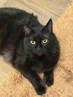 Adoption Elvis