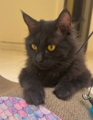 Adoption Elvis