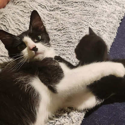 Adopter Daisy