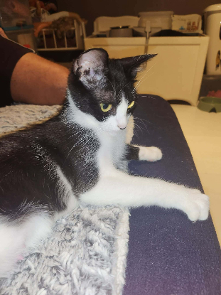 Adopter Daisy