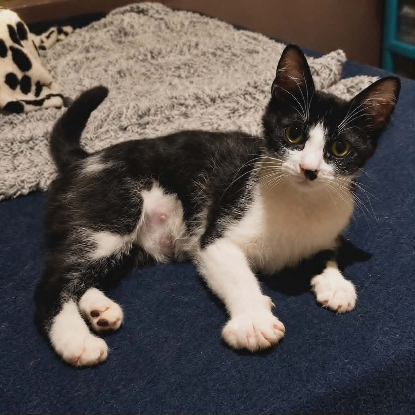 Adopter Daisy