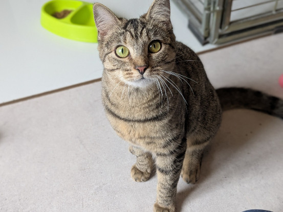 Adopter Atika