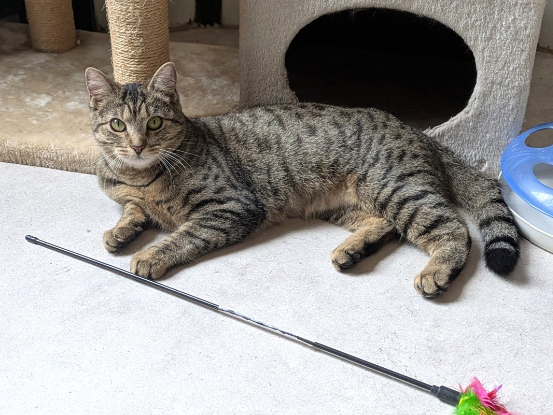 Adopter Atika