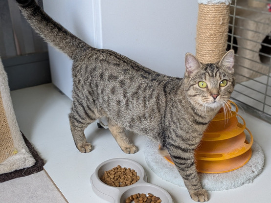 Adopter Atika