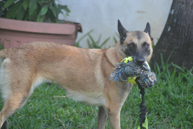 Adopter Joy