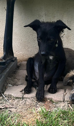 Adopter Shao